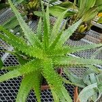 Aloe dorotheae List