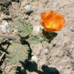 Sphaeralcea coulteri Kwiat