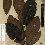 Cybianthus potiaei Leaf