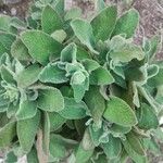 Stachys germanicaFrunză