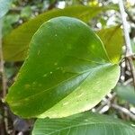 Jasminum neocaledonicum Blad