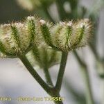 Torilis leptophylla Fruit