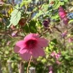 Malva unguiculata Цветок