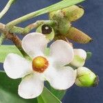 Clusia minor Flor