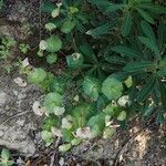 Euphorbia amygdaloides Çiçek