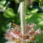 Clinopodium vulgare Cortiza