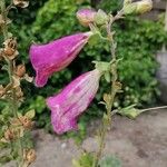 Digitalis purpureaFlower