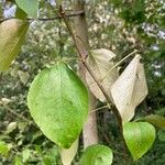 Populus balsamifera List