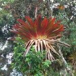 Tillandsia fendleri Hábito