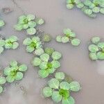Ludwigia peploides Likasa