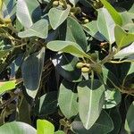 Ficus rubiginosa برگ