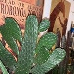 Consolea rubescens Hoja