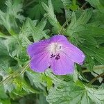 Geranium pratenseKvět