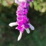 Salvia leucantha Цветок