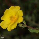 Cistus lasianthus花