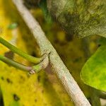 Hedera hibernica Kabuk