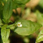 Gratiola virginiana Hábito