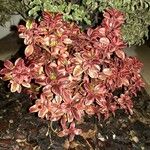 Coprosma repens Агульны выгляд