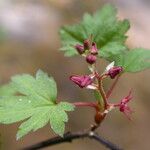 Ribes glaciale Habitat