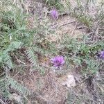 Astragalus onobrychis Natur