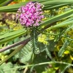 Achillea distans Leaf