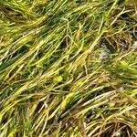 Zostera marina Folha
