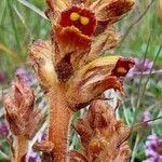 Orobanche variegata Liść