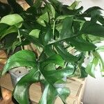 Monstera minima List