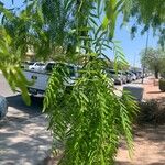 Prosopis glandulosa 葉