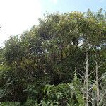 Coccoloba swartzii Alkat (teljes növény)