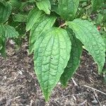 Philadelphus pekinensis Leaf