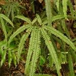 Adiantum hispidulum Blatt