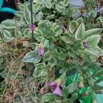 Calibrachoa parviflora Folla