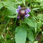 Prunella vulgarisFlower