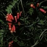 Campsidium valdivianum Flor