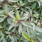 Myoporum laetum 果實