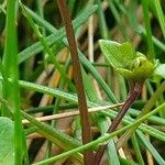 Cochlearia danica പുറംതൊലി