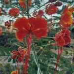 Caesalpinia pulcherrima Virág