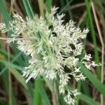 Agrostis stolonifera Flower