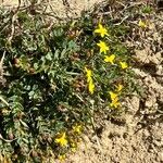 Hypericum australe Habit