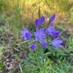 Triteleia laxaFlower