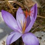 Crocus ligusticus Kvet