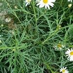 Argyranthemum foeniculaceum Лист