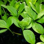 Menyanthes trifoliata عادت داشتن