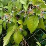 Parthenocissus quinquefoliaFrucht