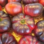 Solanum lycopersicum Fruit