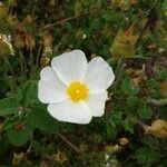 Cistus salviifoliusLorea