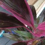 Cordyline fruticosa Leaf