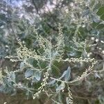 Acacia podalyriifolia Flor