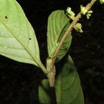 Bertiera bracteosa Leaf